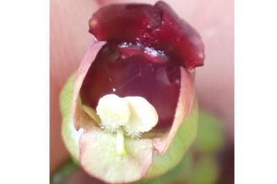 <i>Scrophularia nodosa</i>