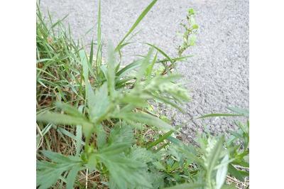 <i>Artemisia vulgaris</i>