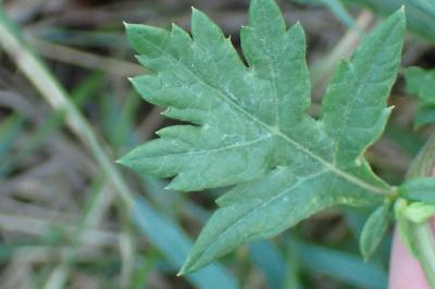 <i>Artemisia vulgaris</i>