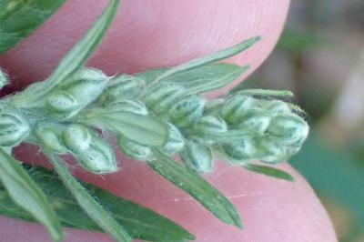 <i>Artemisia vulgaris</i>