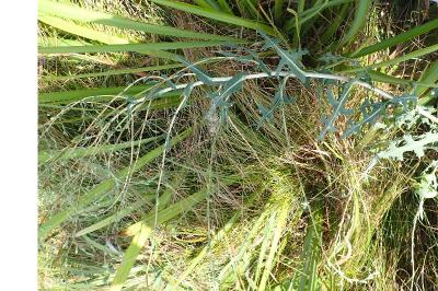 <i>Lactuca serriola</i>