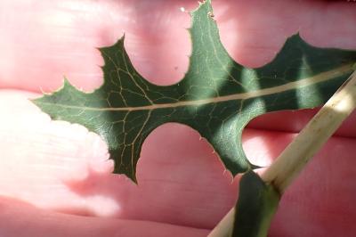 <i>Lactuca serriola</i>