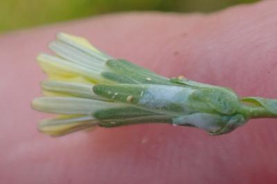 <i>Lactuca serriola</i>