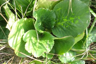 <i>Bergenia cordifolia</i>