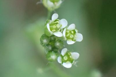 <i>Capsella bursa-pastoris</i>