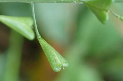 <i>Capsella bursa-pastoris</i>