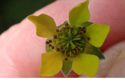 <i>Geum urbanum</i>