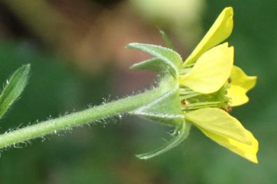 <i>Geum urbanum</i>