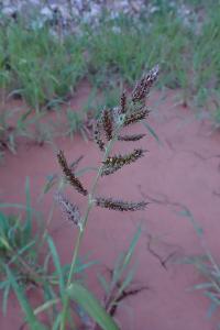 <i>Echinochloa crus-galli</i>