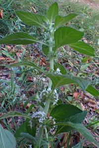 <i>Mentha arvensis</i>