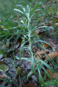 <i>Gnaphalium uliginosum</i>