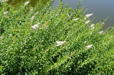 <i>Spiraea alba</i>