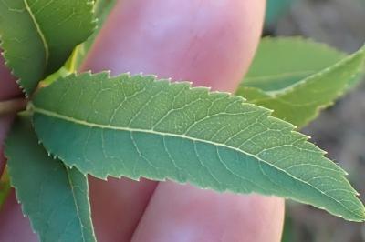 <i>Spiraea alba</i>