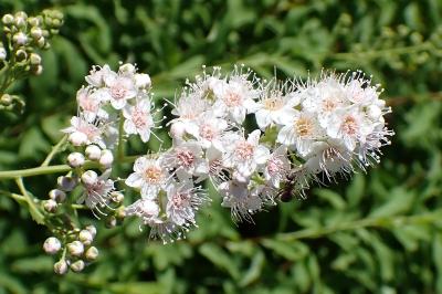 <i>Spiraea alba</i>