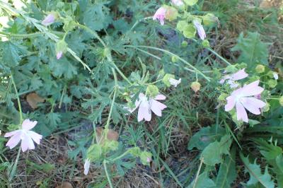 <i>Malva moschata</i>