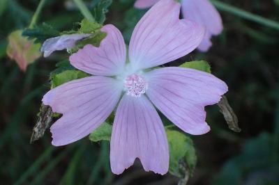 <i>Malva moschata</i>