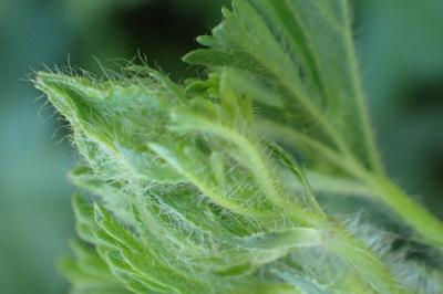 <i>Malva moschata</i>