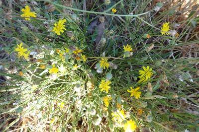 <i>Crepis capillaris</i>