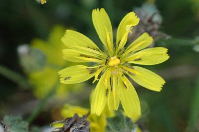 <i>Crepis capillaris</i>