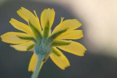 <i>Crepis capillaris</i>