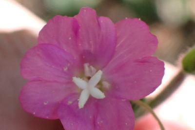 <i>Epilobium hirsutum</i>