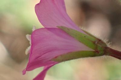 <i>Epilobium hirsutum</i>