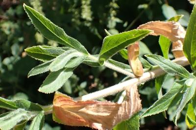 <i>Epilobium hirsutum</i>