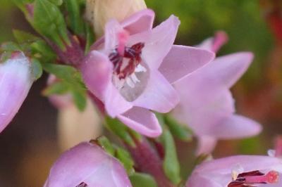 <i>Calluna vulgaris</i>