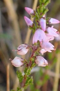 <i>Calluna vulgaris</i>