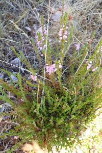 <i>Calluna vulgaris</i>