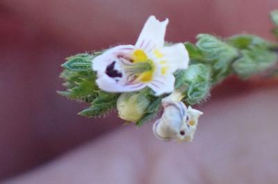 <i>Euphrasia stricta</i>