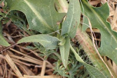 <i>Cichorium intybus</i>