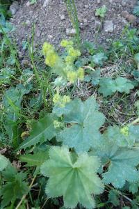 <i>Alchemilla monticola</i>