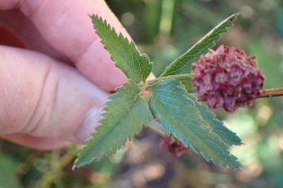 <i>Sanguisorba officinalis</i>