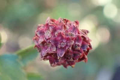 <i>Sanguisorba officinalis</i>