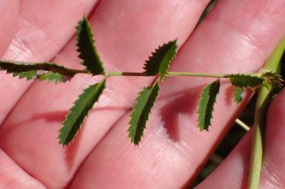 <i>Sanguisorba officinalis</i>