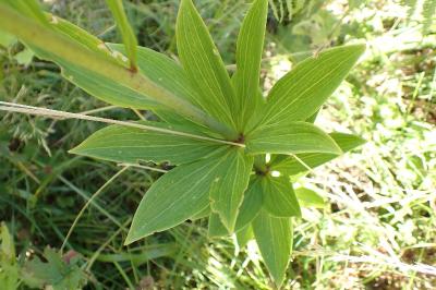 <i>Lilium martagon</i>