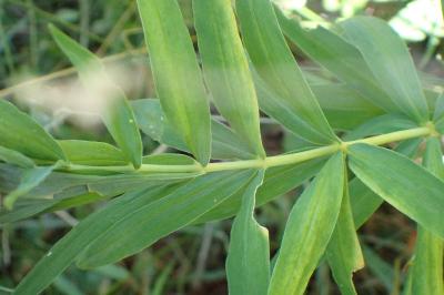 <i>Polygonatum verticillatum</i>