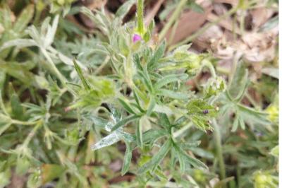 <i>Geranium</i>