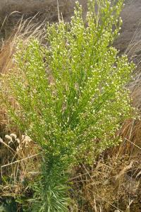 <i>Erigeron canadensis</i>
