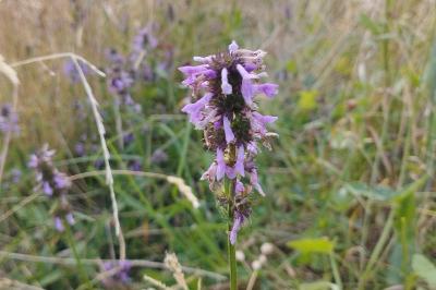 <i>Stachys</i>