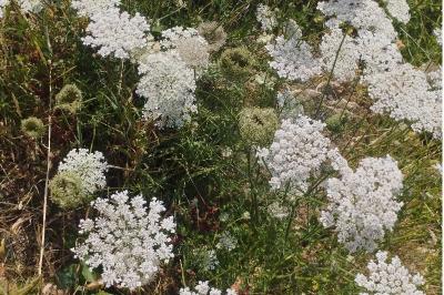 <i>Daucus carota</i>