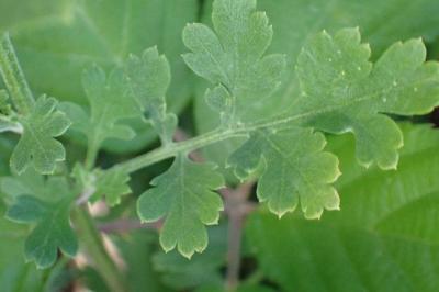<i>Tanacetum parthenium</i>