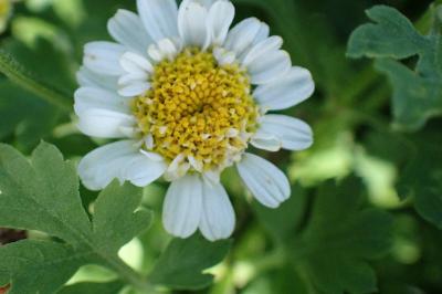<i>Tanacetum parthenium</i>