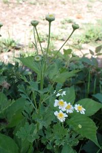 <i>Tanacetum parthenium</i>