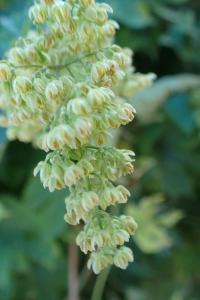 <i>Humulus lupulus</i>
