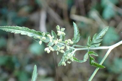 <i>Torilis japonica</i>