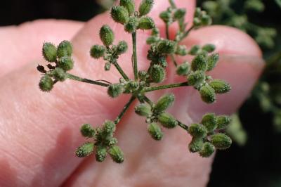 <i>Torilis japonica</i>
