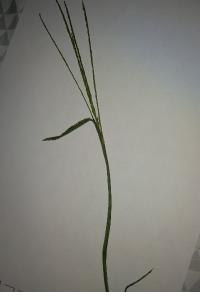 <i>Digitaria sanguinalis</i>