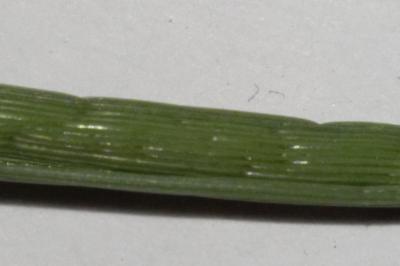 <i>Digitaria sanguinalis</i>
